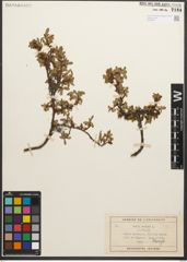 Foto von Salix retusa L.